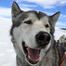 Husky Dog Sledding | The Weekend In Vilnius