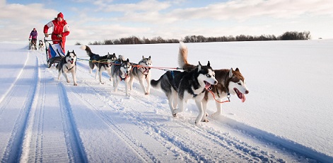 Estonian nature | Husky Dog Sledding | Day Activities | The Weekend In Vilnius
