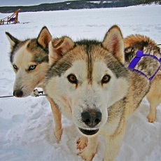 Dogs | Husky Dog Sledding | Day Activities | The Weekend In Vilnius