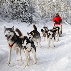 Instructions | Husky Dog Sledding | Day Activities | The Weekend In Vilnius