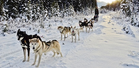 Great day | Husky Dog Sledding | Day Activities | The Weekend In Vilnius